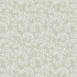 Zielona liścia-białacerata-Bonita Efekt