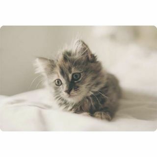 Podkładka-Plastic Animal Cat